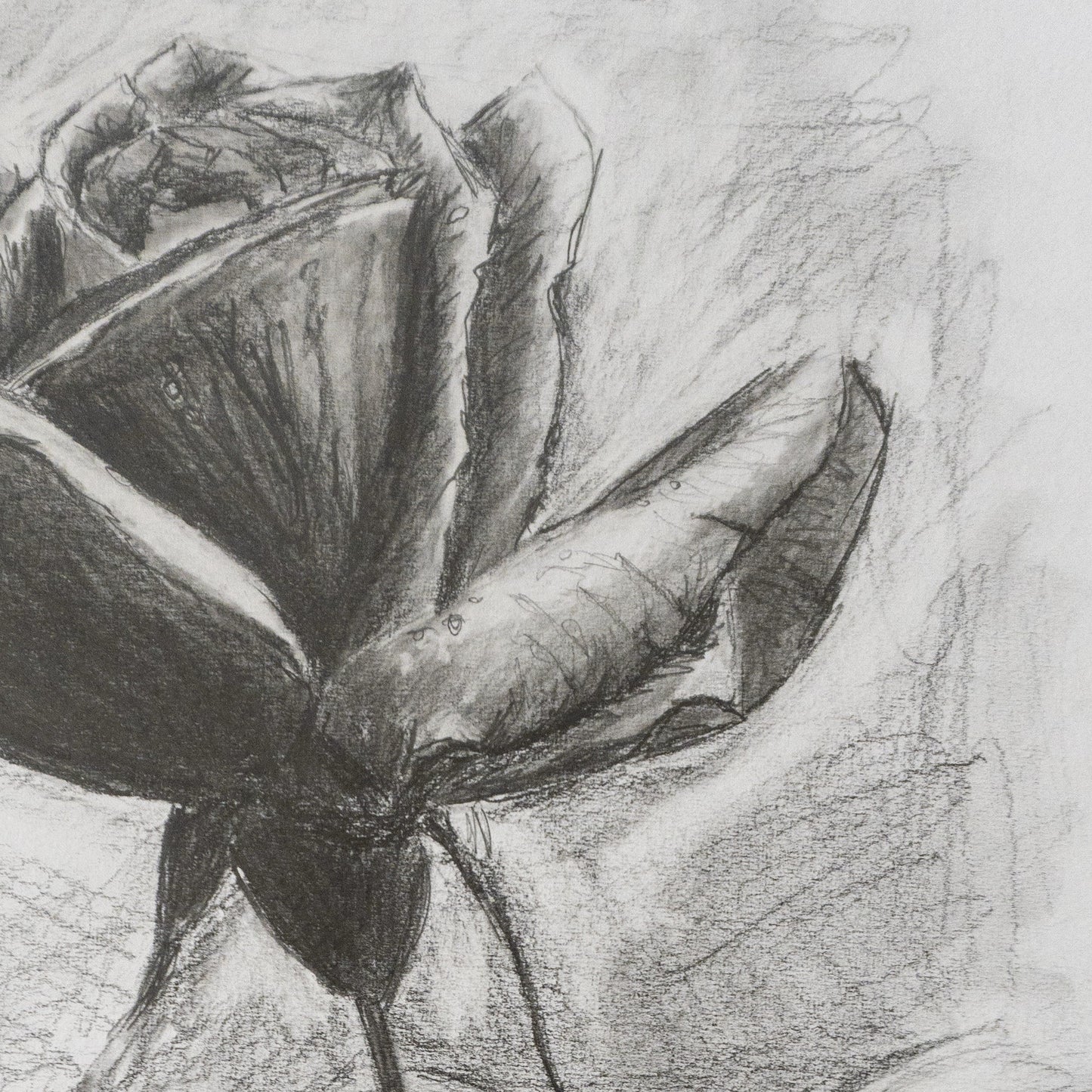 Rose in Graphite