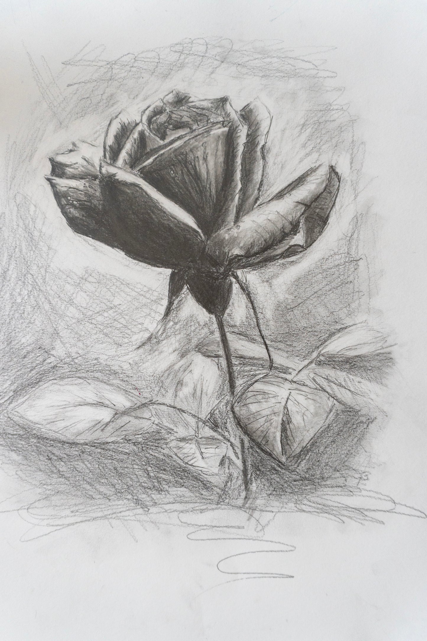 Rose in Graphite