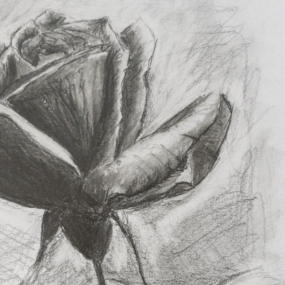Rose in Graphite