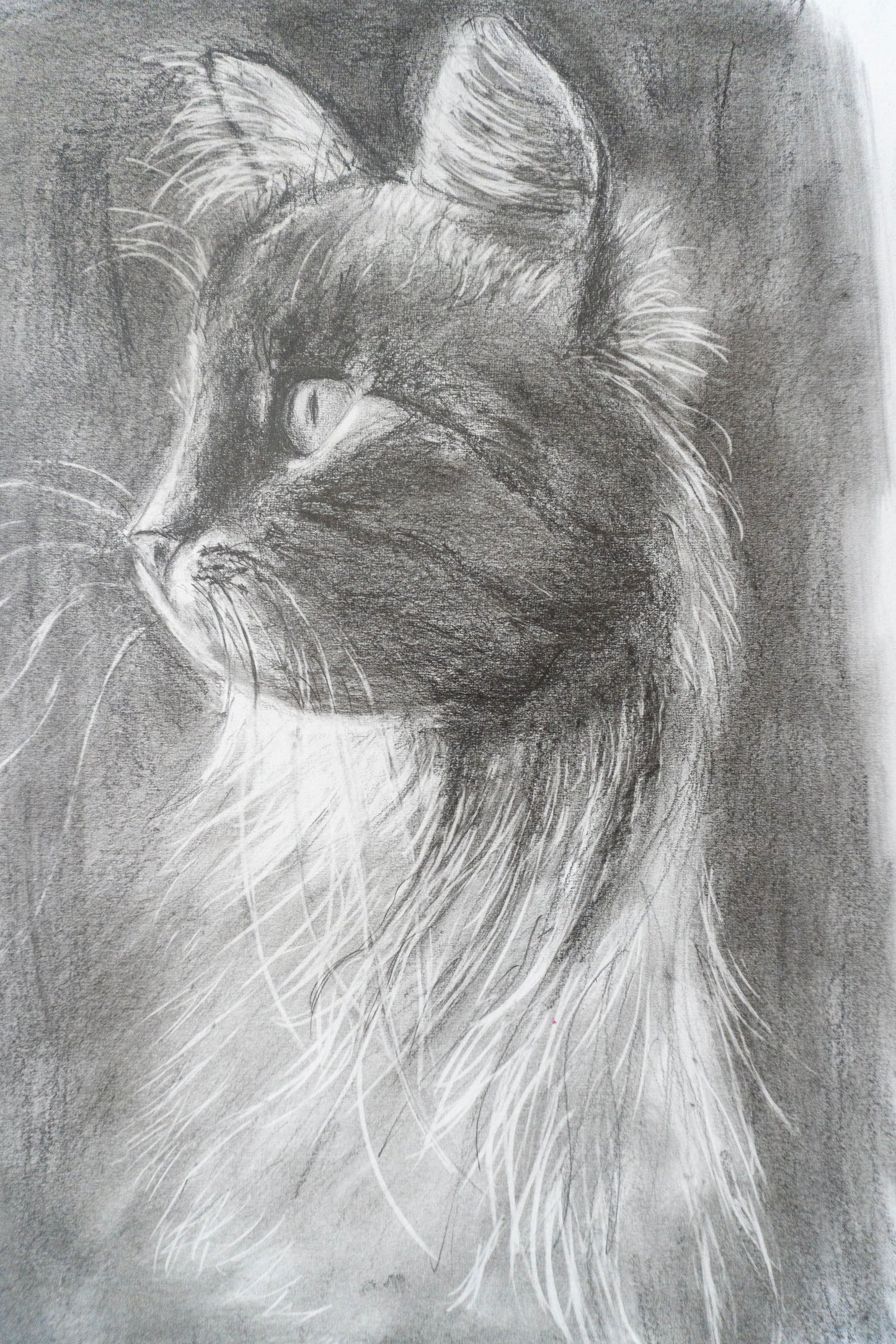 Black Cat in Graphite