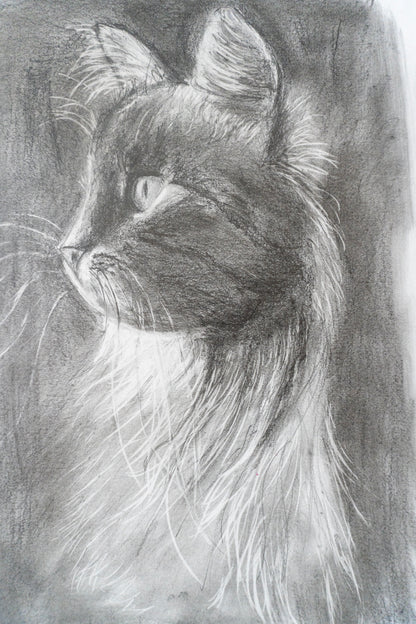 Black Cat in Graphite