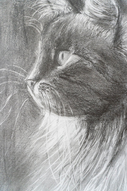 Black Cat in Graphite