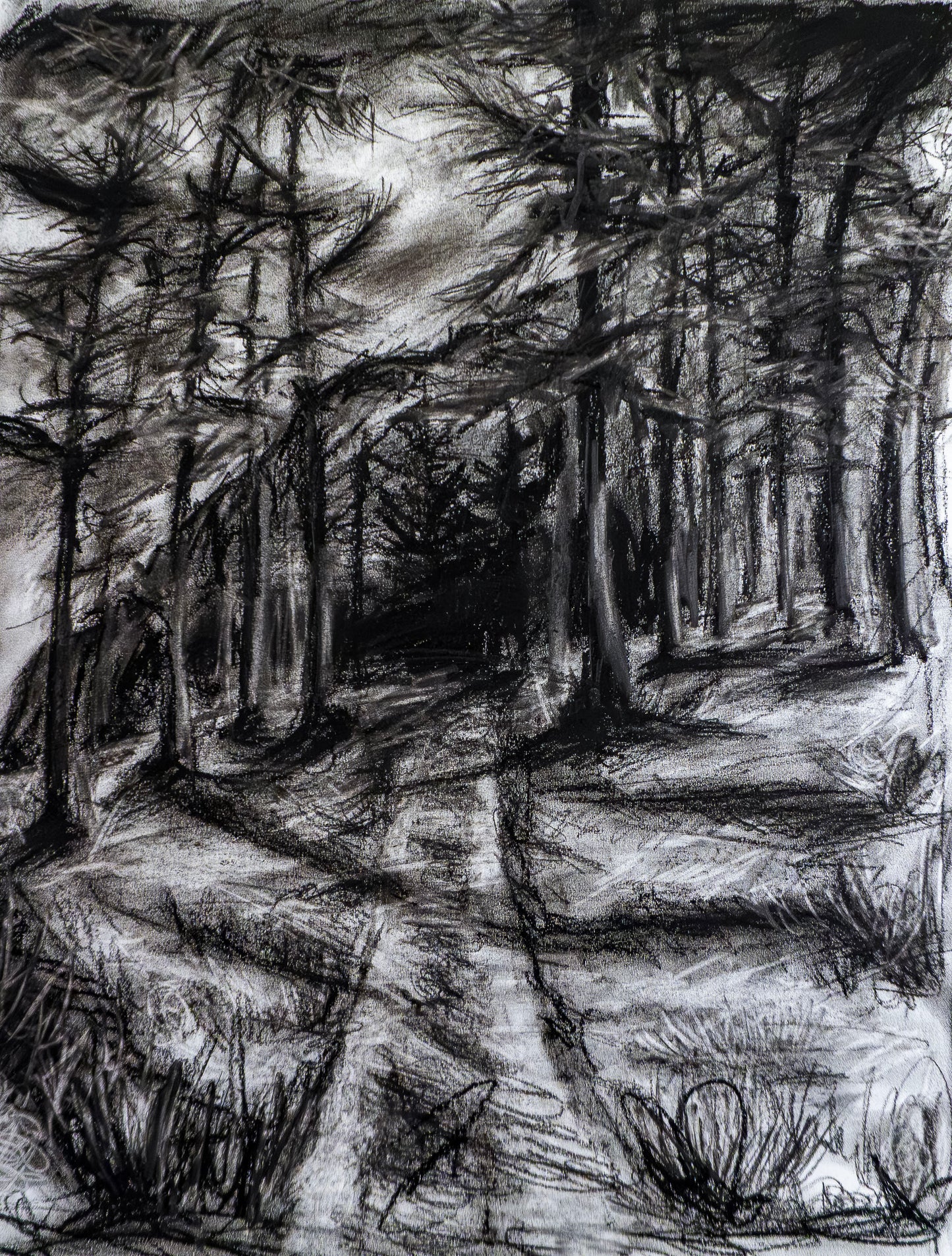 Forest of Grisons in Charcoal